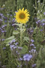 Sunflower (Helianthus annuus) and bee friend (Phacelia tanacetifolia), Emsland, Lower Saxony,