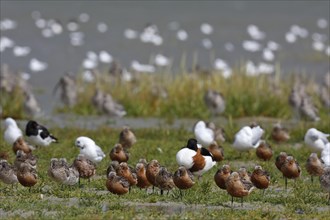 Bar-tailed Godwit (Limosa lapponica), mixed resting troop in the mudflats, Lower Saxony Wadden Sea