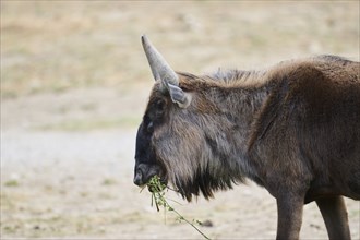 Blue wildebeest (Connochaetes taurinus) standing in the dessert, captive, distribution Africa