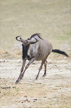 Blue wildebeest (Connochaetes taurinus) running in the dessert, captive, distribution Africa