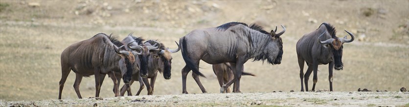 Blue wildebeest (Connochaetes taurinus) standing in the dessert, captive, distribution Africa