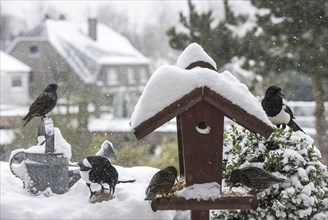 Common Starlings (Sturnus vulgaris) and European Magpies (Pica pica) at bird feeder during snowfall