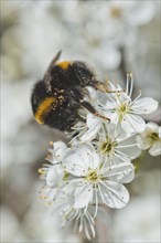 Large earth bumblebee (Bombus terrestris) with mite infestation, Emsland, Lower Saxony, Germany,