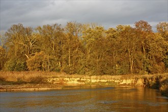 Autumn in the floodplain, view of a river gravel bank and steep banks of the river Mulde near