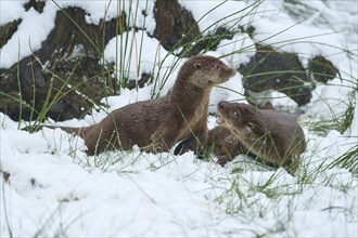 European otter (Lutra lutra), two animals playing in the snow, winter, captive, Germany, Europe