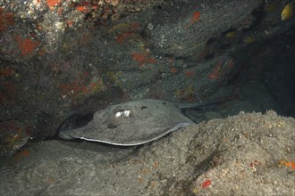 Round stingray (Taeniura grabata) in a cave, dive site El Cabron Marine Reserve, Arinaga, Gran