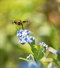 Bee fly (Bombyliidae) sitting on blue flowers of the forget-me-not (Myosotis), Bavaria, Germany,