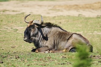 Blue wildebeest (Connochaetes taurinus) lying in the dessert, captive, distribution Africa