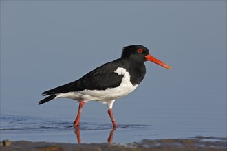 Eurasian oystercatcher (Haematopus ostralegus), adult bird walking in the mudflats, Lower Saxony