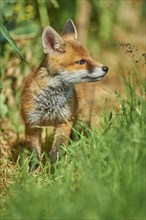 Red fox (Vulpes vulpes), young animal at the edge of a field, Hesse, Germany, Europe