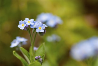 Blue flowers of the forget-me-not (Myosotis), Bavaria, Germany, Europe