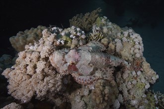 Well camouflaged tassled scorpionfish (Scorpaenopsis barbata), Marsa Shona Reef dive site, Red Sea,