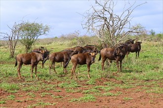 Group of Blue wildebeest (Connochaetes taurinus taurinus), common wildebeest or brindled gnu,