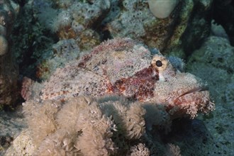 Fringed dragonhead (Scorpaenopsis oxycephala), Fury Shoals reef dive site, Red Sea, Egypt, Africa