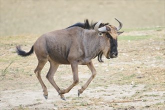 Blue wildebeest (Connochaetes taurinus) running in the dessert, captive, distribution Africa