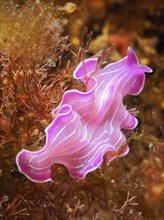 Variable flatworm (Prostheceraeus giesbrechtii), marine animal, dive site Cap de Creus Marine