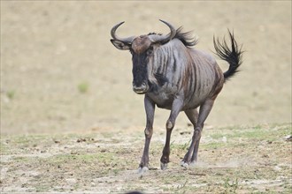 Blue wildebeest (Connochaetes taurinus) running in the dessert, captive, distribution Africa