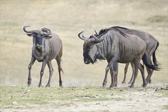 Blue wildebeest (Connochaetes taurinus) walking in the dessert, captive, distribution Africa