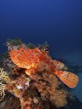 Large red scorpionfish (Scorpaena scrofa), sea sow, in the Mediterranean near Hyères. Dive site