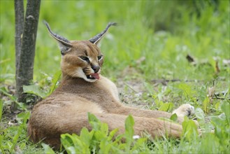 Caracal (Caracal caracal), captive, occurring in Africa