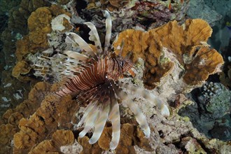 Pacific red lionfish (Pterois volitans) on yellow scroll coral (Turbinaria reniformis), dive site