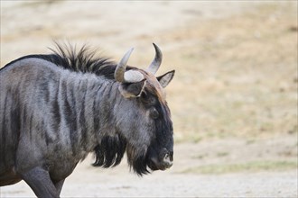 Blue wildebeest (Connochaetes taurinus) in the dessert, captive, distribution Africa