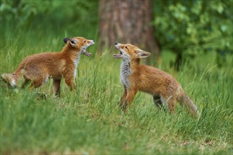 Red fox (Vulpes vulpes), young with mouth open, Hesse, Germany, Europe