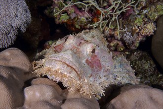 Fringed dragonhead (Scorpaenopsis oxycephala), St Johns Caves dive site, Saint Johns Reef, Red Sea,