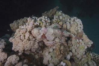 Well camouflaged tassled scorpionfish (Scorpaenopsis barbata), dive site Marsa Shona Reef, Egypt,