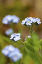 Blue flowers of the forget-me-not (Myosotis), Bavaria, Germany, Europe