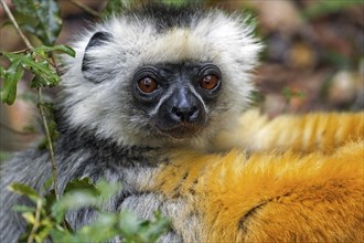 Diademed sifaka, diademed simpona (Propithecus diadema) juvenile in tree, Andasibe-Mantadia