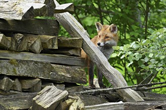 Red fox (Vulpes vulpes), standing on a pile of wood, captive, Switzerland, Europe