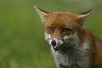 Red fox (Vulpes vulpes) adult animal licking its lips, Essex, England, United Kingdom, Europe