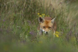 Red fox (Vulpes vulpes) adult animal hiding in summer grassland, Essex, England, United Kingdom,