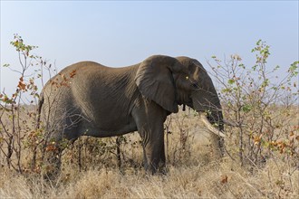 African bush elephant (Loxodonta africana), adult male feeding on dry grass, Kruger National Park,