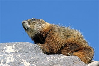 Alpine marmot (Marmota marmota), Hohe Tauern, Hohe Tauern, Federal Republic of Germany