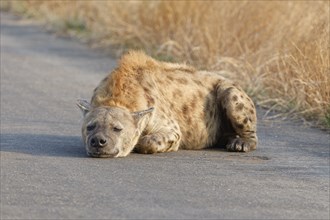 Spotted hyena (Crocuta crocuta), lying adult resting on the asphalt road, Kruger National Park,