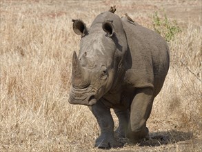 Southern white rhinoceros (Ceratotherium simum simum), adult male walking while looking at camera,