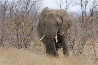 African bush elephant (Loxodonta africana), adult in the thickets feeding on twigs, Kruger National