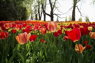 Park and flower meadow with colourful tulips, Mainau Island, Lake Constance, Baden-Württemberg,