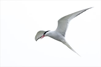 Calling Arctic Arctic Tern in flight with outstretched wings and open beak against an almost white