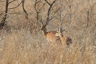 Steenboks (Raphicerus campestris), adults, male and female, standing in tall dry grass, alert,