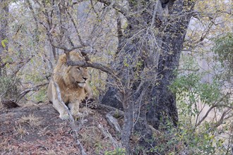 African lion (Panthera leo melanochaita), adult male lying on a mound of earth, at the foot of a