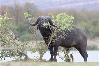 Cape buffalo (Syncerus caffer caffer), adult male on the banks of the Letaba River, attentive,