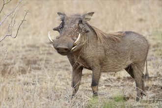 Common warthog (Phacochoerus africanus), adult male, alert, animal portrait, Kruger National Park,