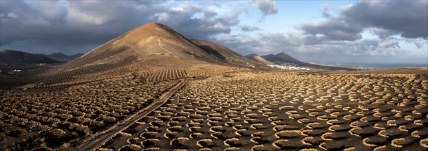 Grapevines growing in black volcanic soil in protected enclosed pits, La Geria, Lanzarote, Canary