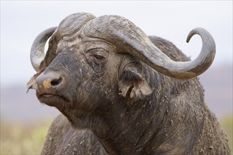 Cape buffalo (Syncerus caffer caffer), adult male, profile view, animal portrait, close-up of the