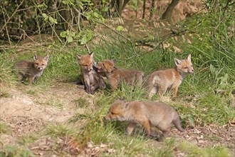 Red fox (Vulpes vulpes), A group of young foxes playing together in a meadow