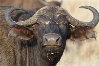 Cape buffalo (Syncerus caffer caffer), adult, looking at camera, animal portrait, close-up of the