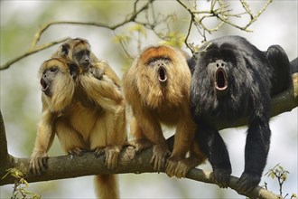 Black howler (Alouatta caraya), male and female calling with young, captive, occurring in South